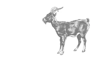 Cashmere goat stands for the new color cashmere grey The so-called cashmere goats originate from the former princely state of Kashmir (between India, Pakistan and China).