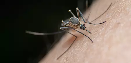 The picture shows a mosquito sitting on skin.