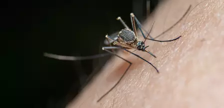 La imagen muestra un mosquito posado sobre la piel.