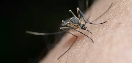 L'image montre un moustique assis sur la peau.