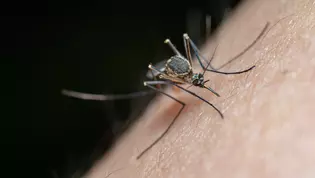 La imagen muestra un mosquito posado sobre la piel.