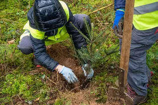 Die Abbildung zeigt ein Kind, welches einen Baum in einen Waldboden einpflanzt.