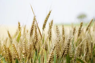 The illustration shows a grain field.